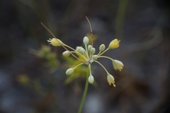 Allium flavum