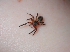 Mexigonus morosus