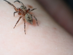 Mexigonus morosus
