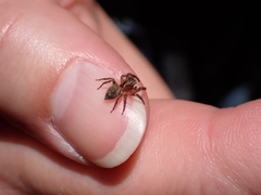 Mexigonus morosus