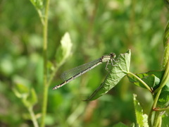 Coenagrion puella