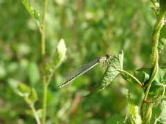 Coenagrion puella