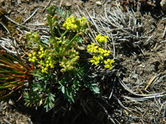Lomatium sandbergii