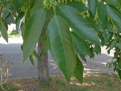 Fraxinus uhdei