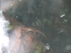 Lissotriton vulgaris