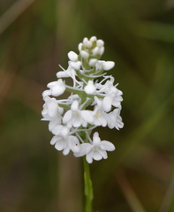 Platanthera nivea
