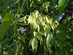 Fraxinus uhdei