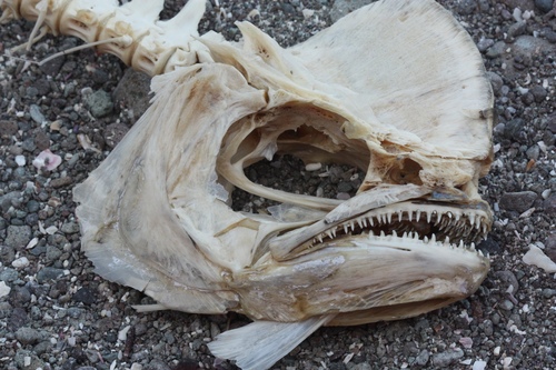 Goudmakreel (Coryphaena hippurus) — Coryphaenidae — 4