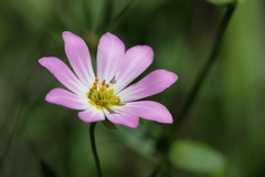Sabatia dodecandra foliosa