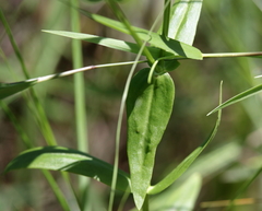Sabatia dodecandra foliosa