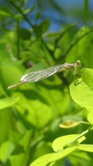 Platycnemis pennipes