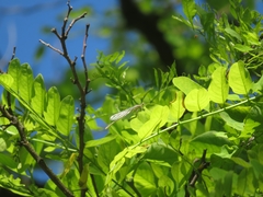 Platycnemis pennipes