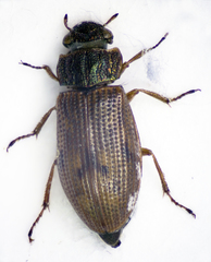 Helophorus brevipalpis