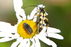 Acmaeoderella flavofasciata flavofasciata
