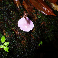 Trogia cantharelloides