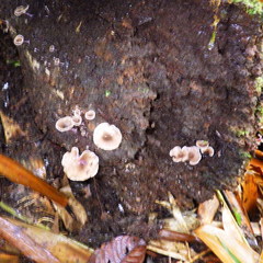 Trogia cantharelloides