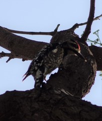 Sphyrapicus varius
