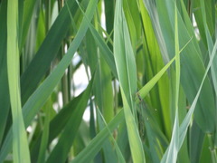 Chalcolestes viridis