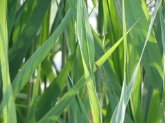 Chalcolestes viridis