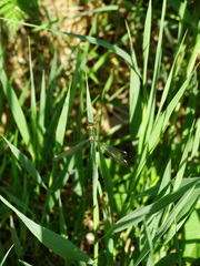 Chalcolestes viridis