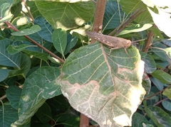 Anacridium aegyptium