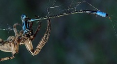 Enallagma divagans