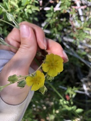 Potentilla gracilis elmeri