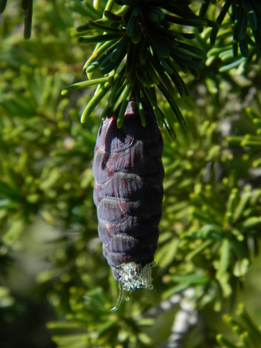 mountain hemlock