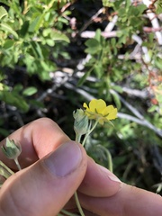 Potentilla gracilis elmeri