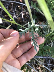 Potentilla gracilis elmeri