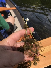 Ranunculus longirostris