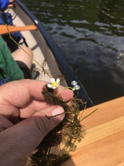 Ranunculus longirostris