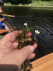 Ranunculus longirostris