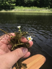 Ranunculus longirostris