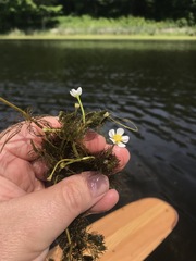 Ranunculus longirostris