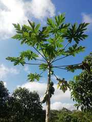 Carica papaya