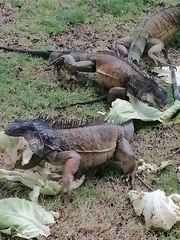 Iguana iguana