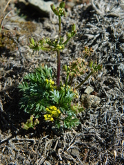 Lomatium sandbergii
