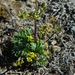 Lomatium sandbergii - Photo (c) mhays, μερικά δικαιώματα διατηρούνται (CC BY-NC), uploaded by mhays
