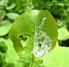 Phyllocnistis labyrinthella