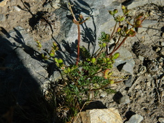 Lomatium sandbergii