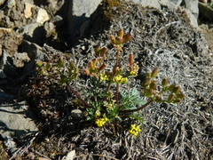Lomatium sandbergii