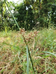 Cyperus longus