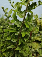 Myriopteris myriophylla