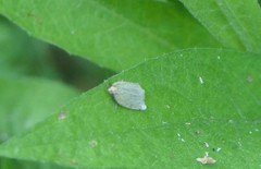 Zelotherses paleana