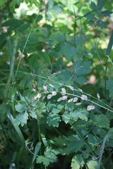 Thlaspi arvense