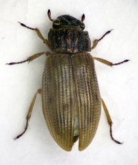 Helophorus brevipalpis