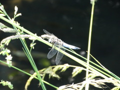 Libellula fulva