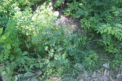 Thlaspi arvense