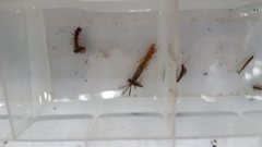 Ichthybotus hudsoni